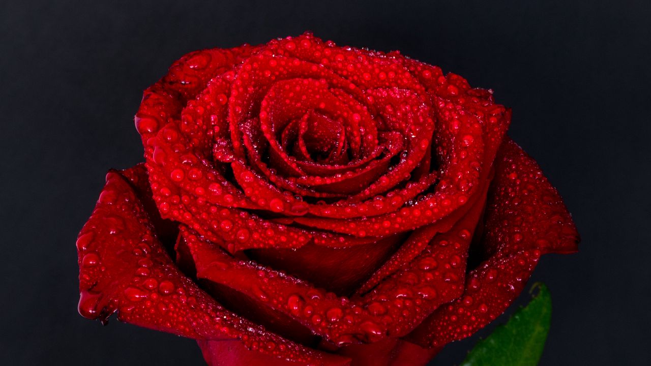 Wallpaper rose, drops, bud, red