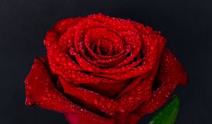 Preview wallpaper rose, drops, bud, red
