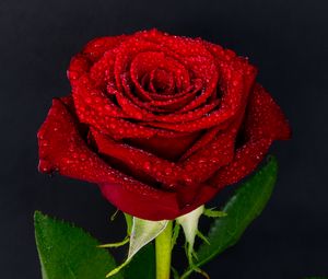 Preview wallpaper rose, drops, bud, red