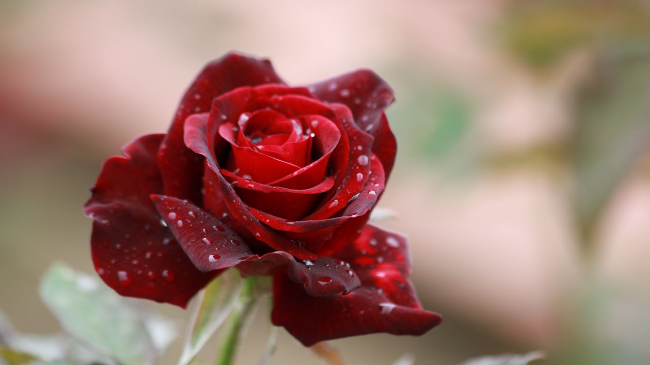 Wallpaper rose, drops, close-up, bud