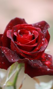 Preview wallpaper rose, drops, close-up, bud