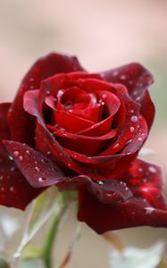 Preview wallpaper rose, drops, close-up, bud