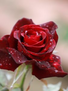 Preview wallpaper rose, drops, close-up, bud