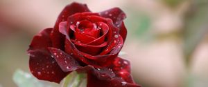 Preview wallpaper rose, drops, close-up, bud