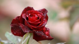 Preview wallpaper rose, drops, close-up, bud