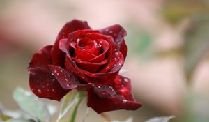 Preview wallpaper rose, drops, close-up, bud