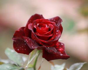 Preview wallpaper rose, drops, close-up, bud