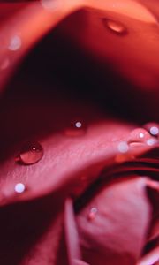 Preview wallpaper rose, drops, close-up