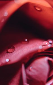 Preview wallpaper rose, drops, close-up