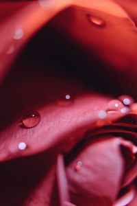 Preview wallpaper rose, drops, close-up