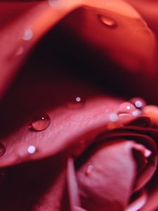 Preview wallpaper rose, drops, close-up