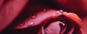 Preview wallpaper rose, drops, close-up