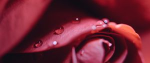 Preview wallpaper rose, drops, close-up