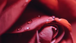 Preview wallpaper rose, drops, close-up