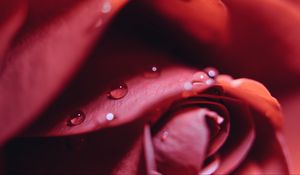 Preview wallpaper rose, drops, close-up