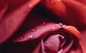 Preview wallpaper rose, drops, close-up