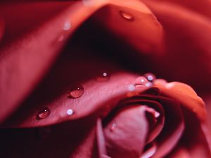 Preview wallpaper rose, drops, close-up