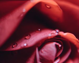 Preview wallpaper rose, drops, close-up