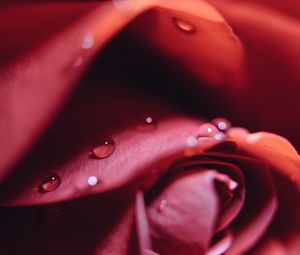 Preview wallpaper rose, drops, close-up