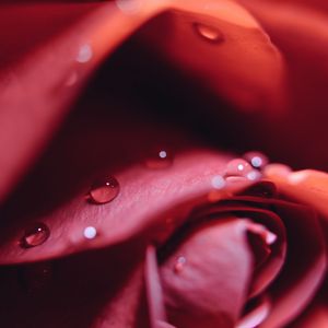 Preview wallpaper rose, drops, close-up