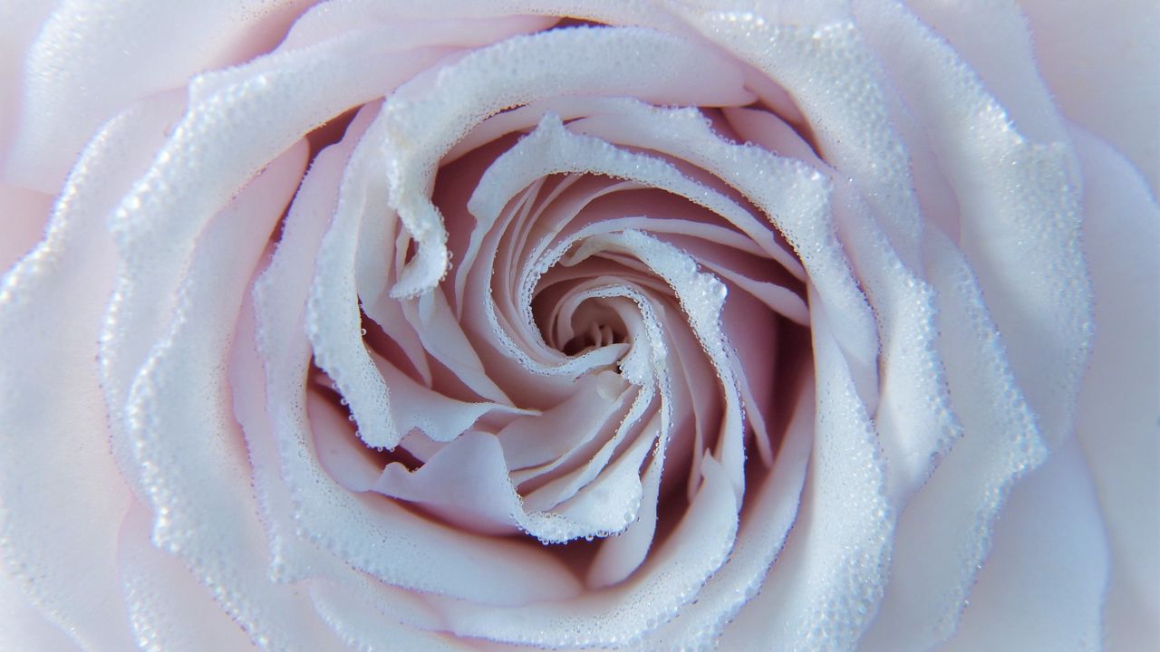 Wallpaper rose, drops, close-up, tenderness