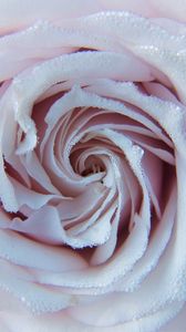 Preview wallpaper rose, drops, close-up, tenderness