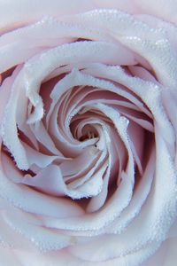 Preview wallpaper rose, drops, close-up, tenderness