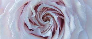 Preview wallpaper rose, drops, close-up, tenderness