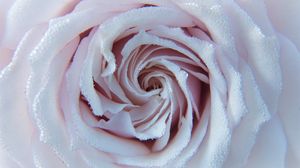 Preview wallpaper rose, drops, close-up, tenderness