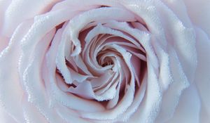 Preview wallpaper rose, drops, close-up, tenderness