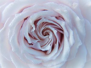 Preview wallpaper rose, drops, close-up, tenderness