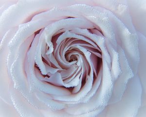 Preview wallpaper rose, drops, close-up, tenderness