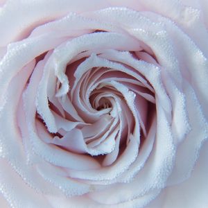 Preview wallpaper rose, drops, close-up, tenderness