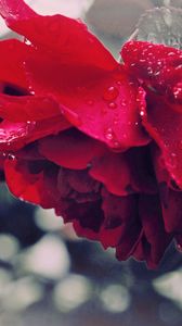 Preview wallpaper rose, drops, dew, flower, petals