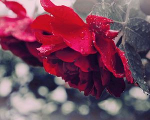 Preview wallpaper rose, drops, dew, flower, petals