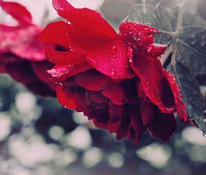 Preview wallpaper rose, drops, dew, flower, petals