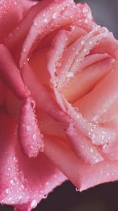 Preview wallpaper rose, drops, dew, pink