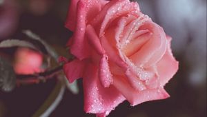 Preview wallpaper rose, drops, dew, pink