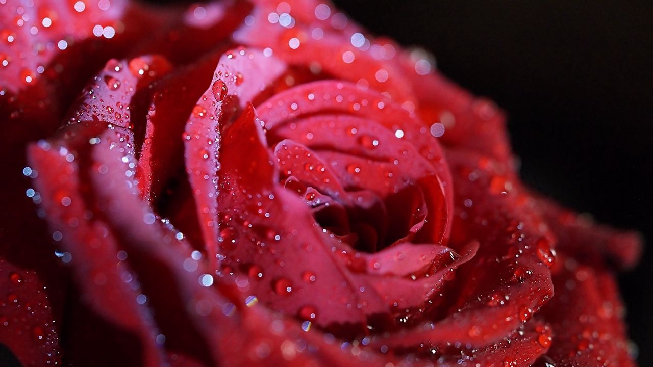 Wallpaper rose, drops, flower, petals