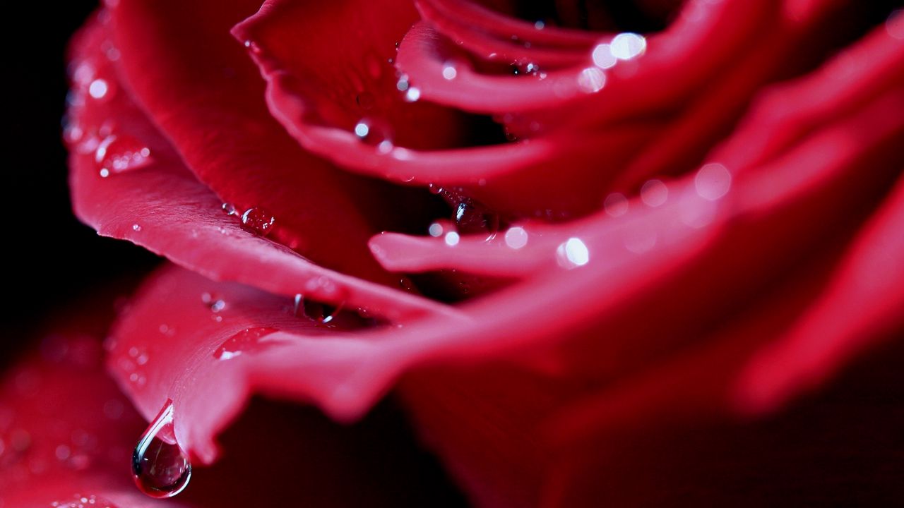 Wallpaper rose, drops, flower, bud