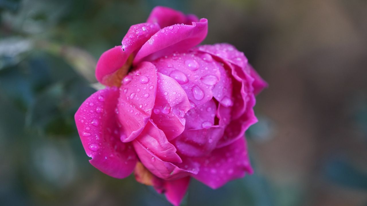 Wallpaper rose, drops, macro, pink, flower