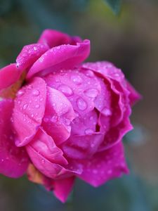 Preview wallpaper rose, drops, macro, pink, flower