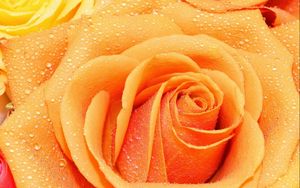 Preview wallpaper rose, drops, macro, petals