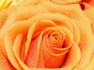 Preview wallpaper rose, drops, macro, petals