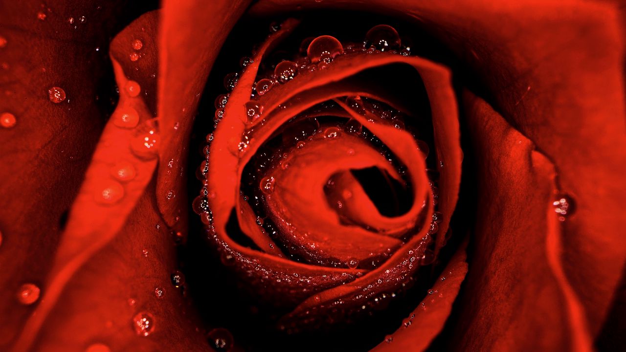 Wallpaper rose, drops, macro, wet