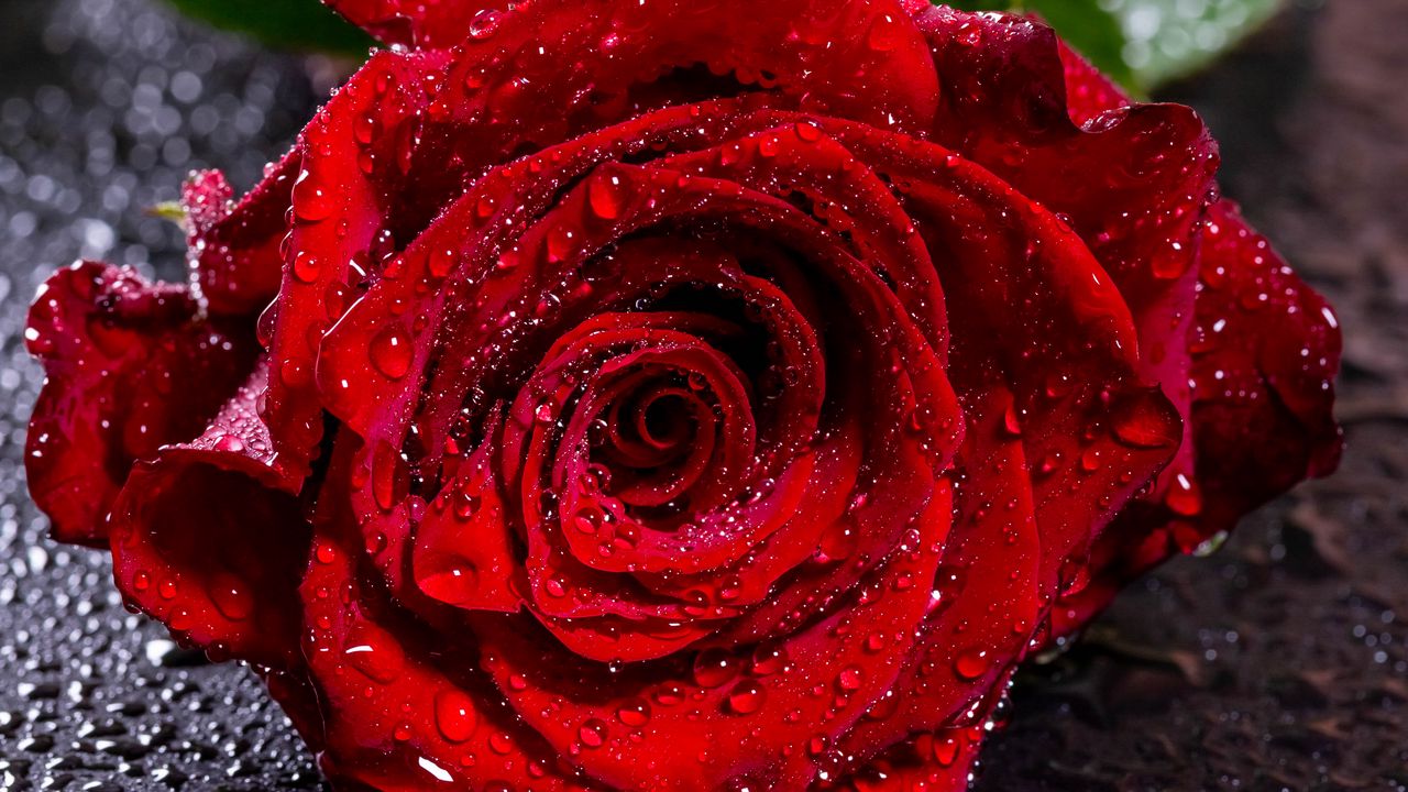 Wallpaper rose, drops, moisture, bud, red, petals, flower