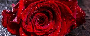 Preview wallpaper rose, drops, moisture, bud, red, petals, flower