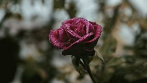Preview wallpaper rose, drops, moisture, bud, liquid, blur