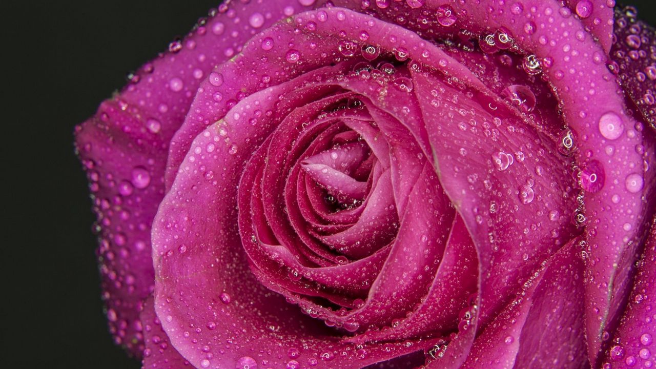 Wallpaper rose, drops, petals, close-up