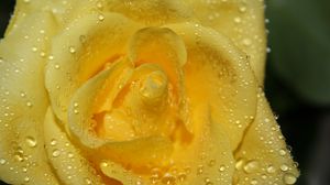 Preview wallpaper rose, drops, petals, closeup, yellow